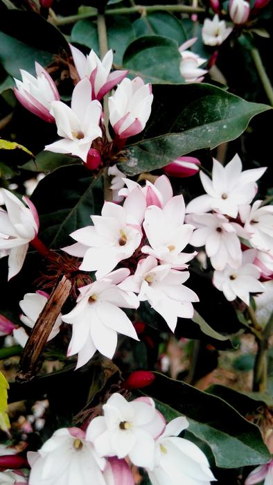 Flower Flora Nature