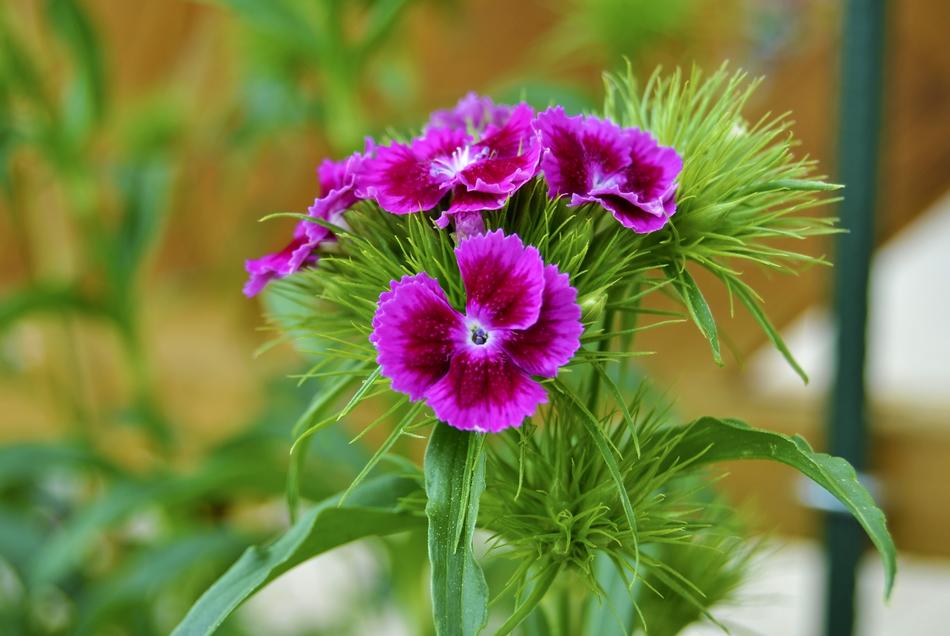 Pink Flower Raghavendra