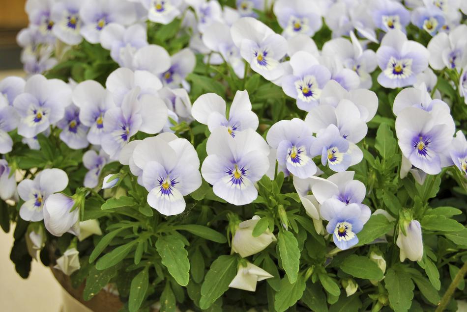 Flower White Garden