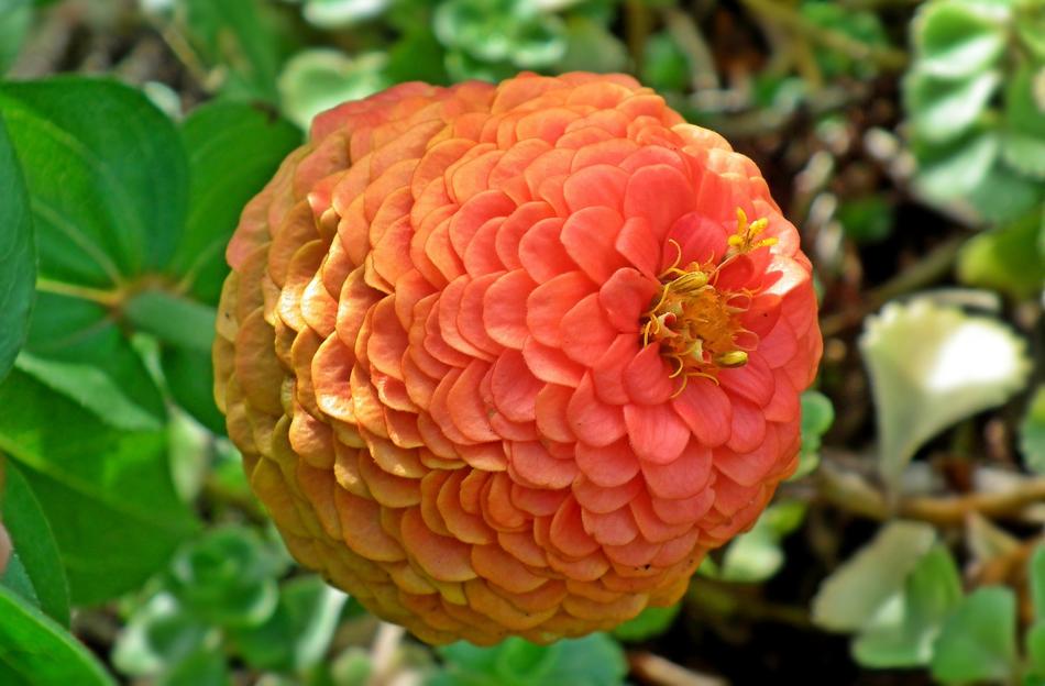 Nature Flower Zinnia