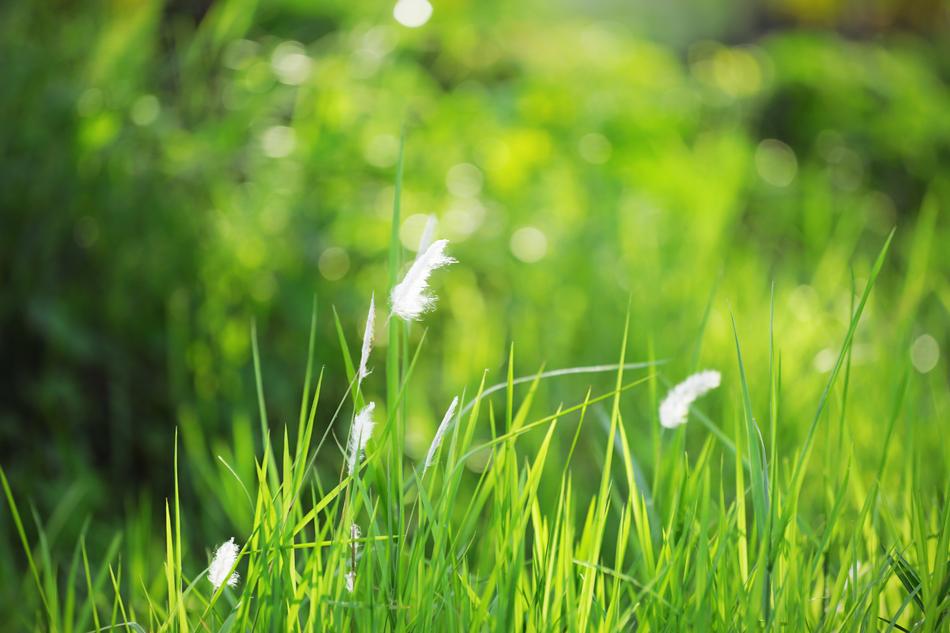 Grass Hayfield Nature