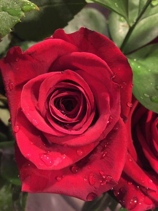 a red rosebud is a beautiful bouquet