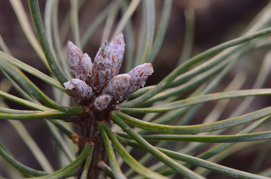 Nature Tree Needle