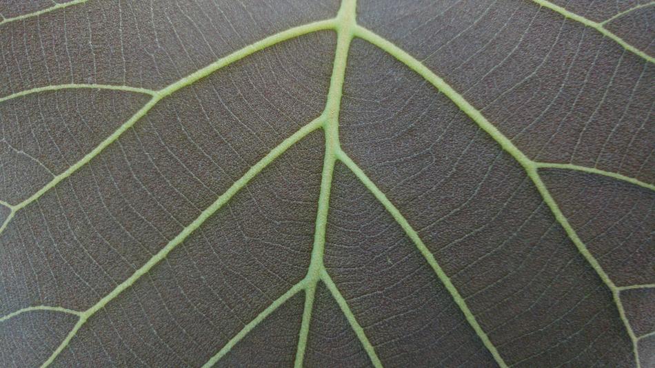 Grey Leaves Mesopodium Petiolus