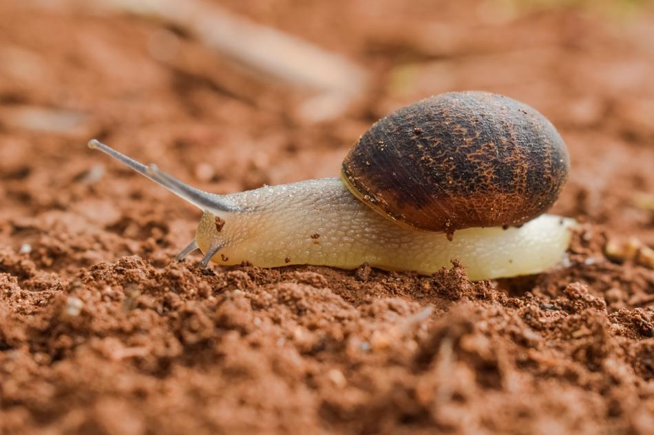Slow Snail Slimy