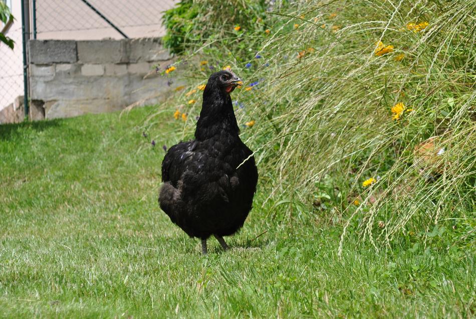 Jersey Giant Hen Chicken