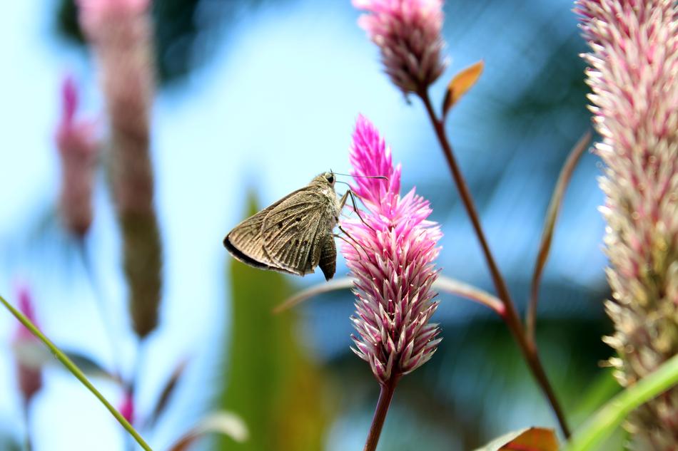 Nature Flower Flora