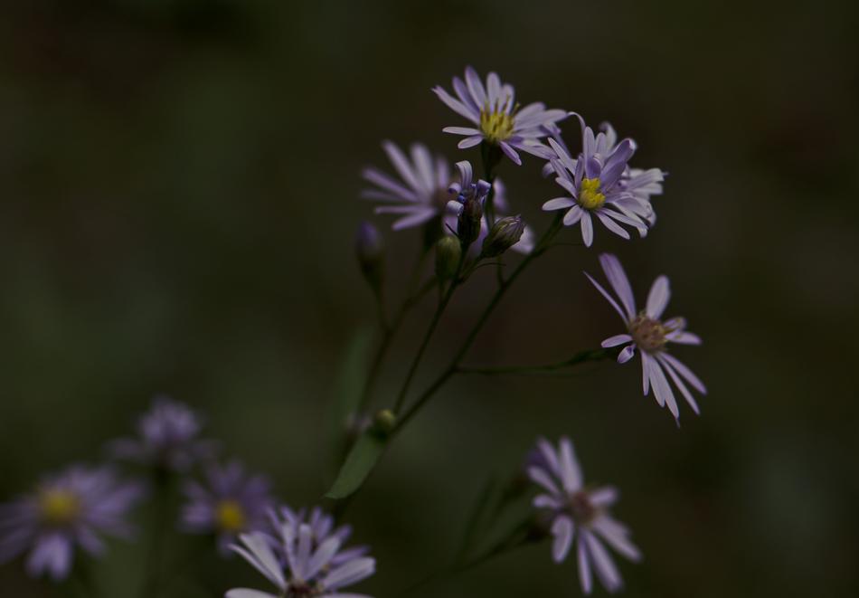 Nature Flower Flora