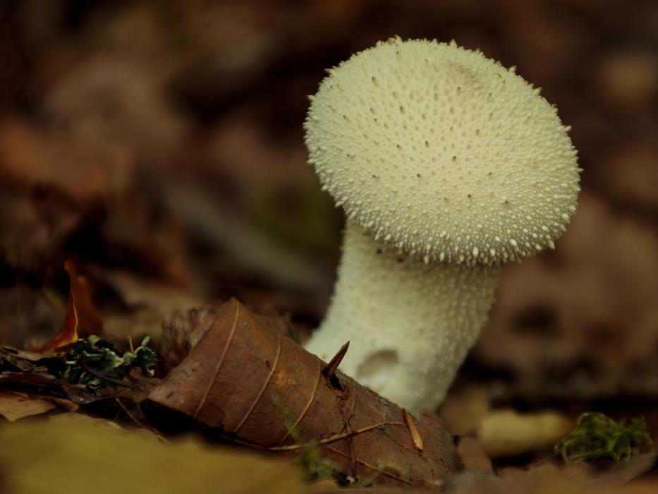 Sponge Puffball Forest