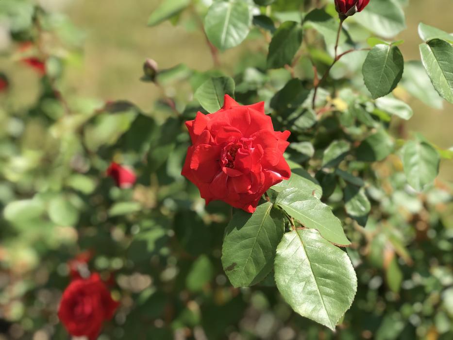 Flower Plant Nature
