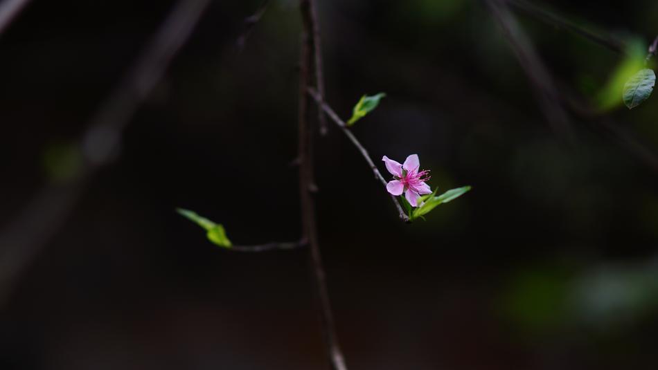 Cherry Flowers Flower The Lunar
