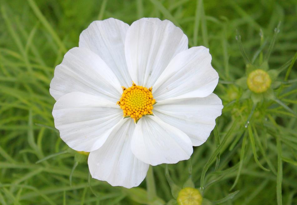 Nature Summer Flora