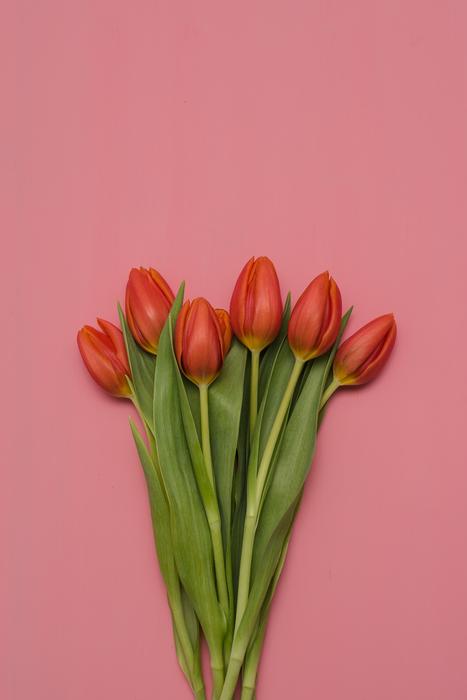 Tulip Bouquet Flower