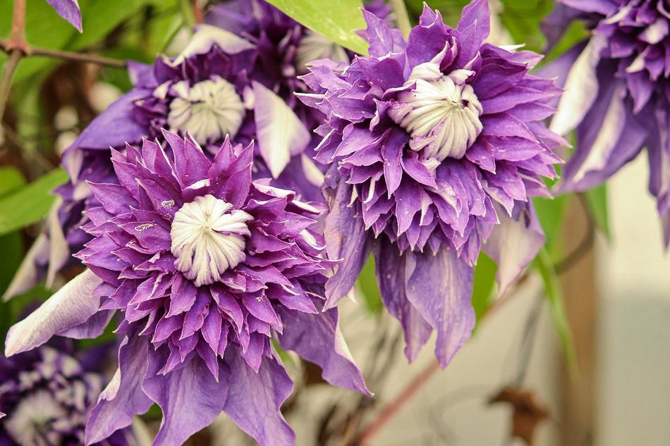Clematis Blossom Bloom
