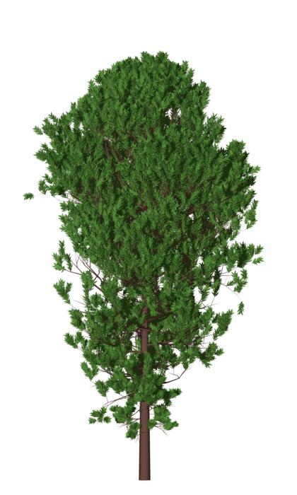 tree nature forest natural season