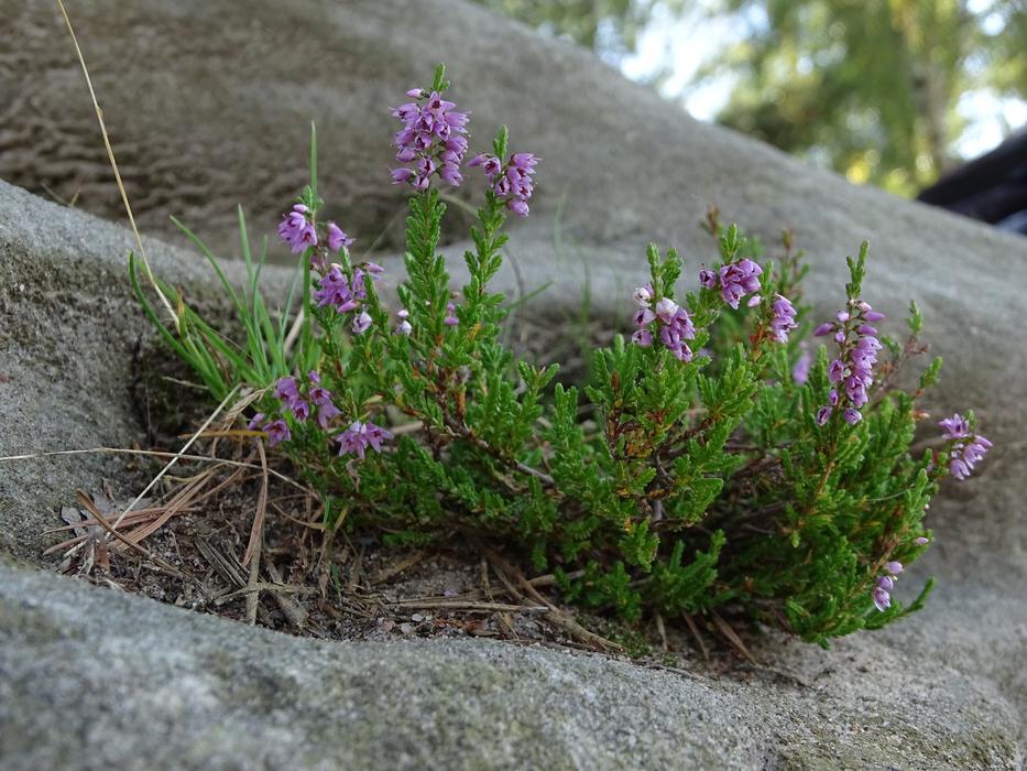 Moss Flowering Macro