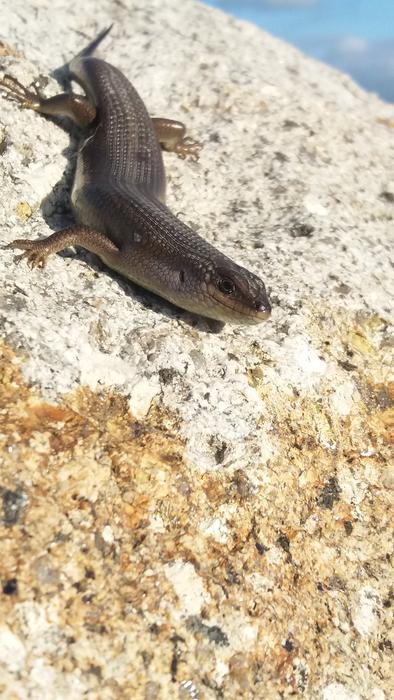 Skink Lizard South Africa