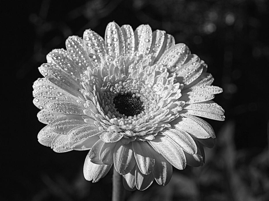 Flower Flora Nature
