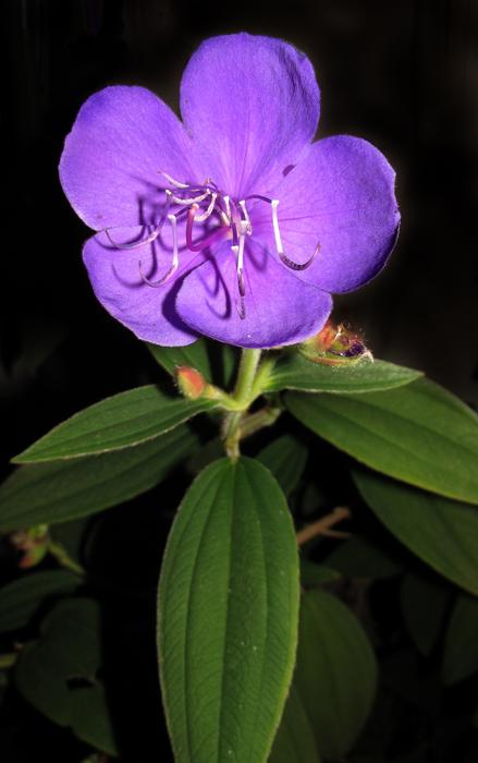 Nature Flower