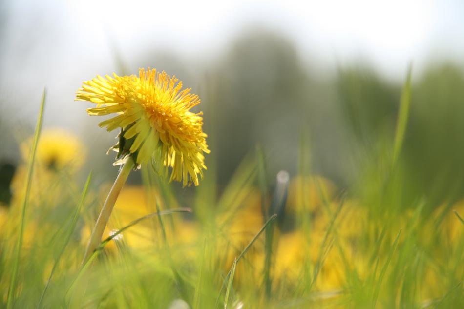 Nature Grass Field
