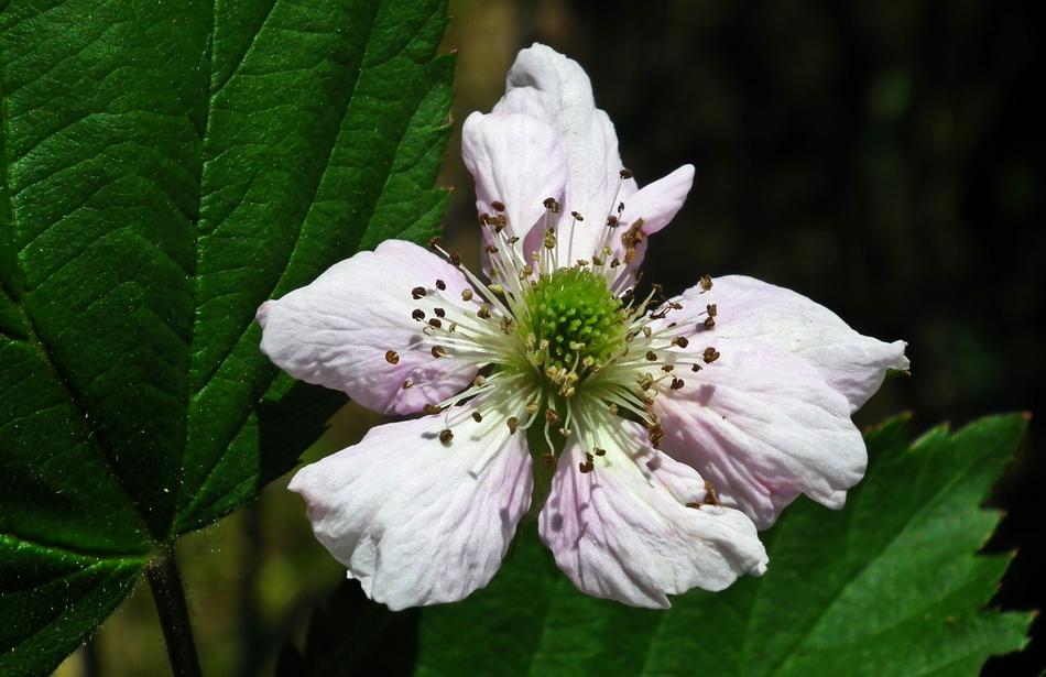 Flower Blackberry Bush
