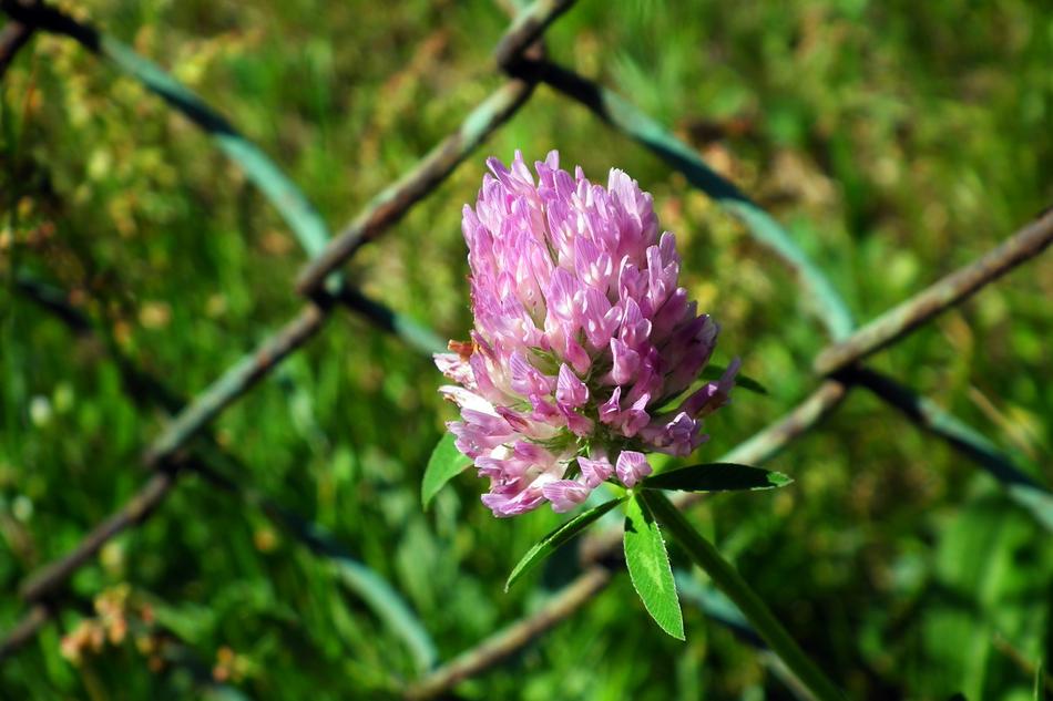 Flower Clover macro blur