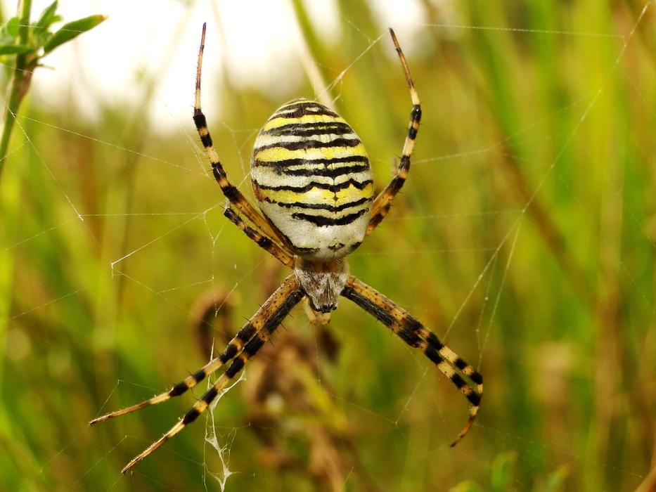 Spider Nature Insect macro blur