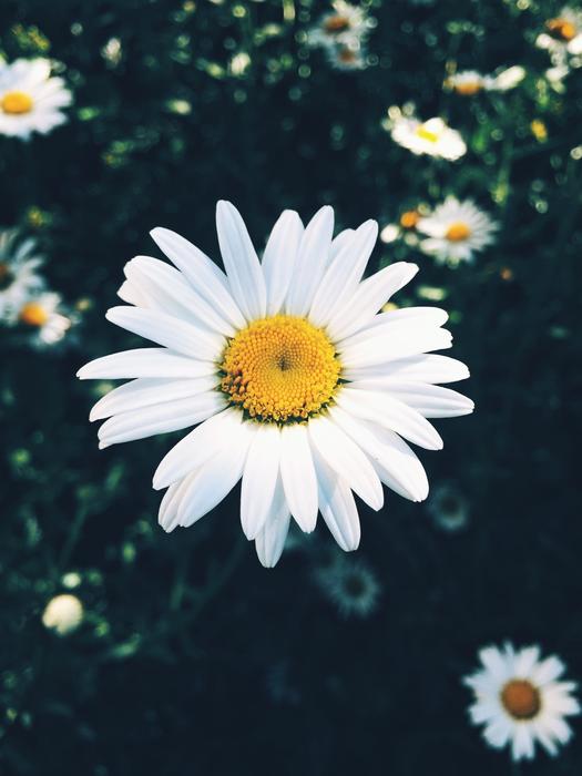 Nature Flower Summer