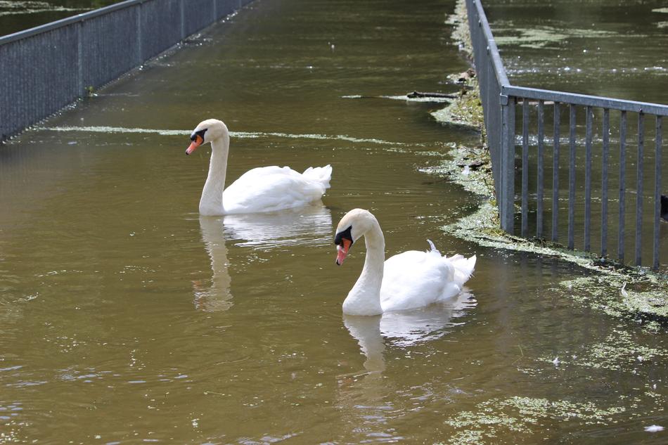 Waters Swan Lake