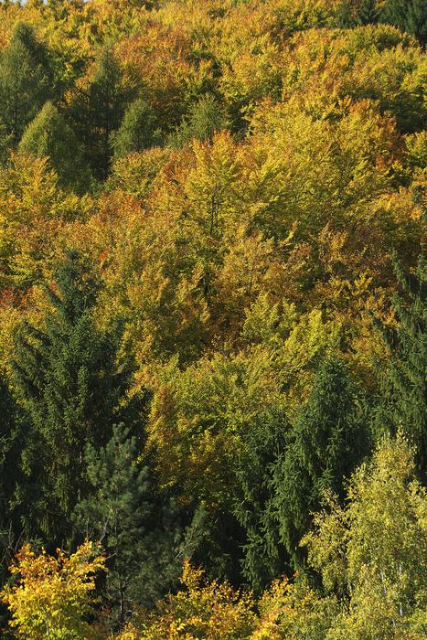 Autumn Forest Indian Summer