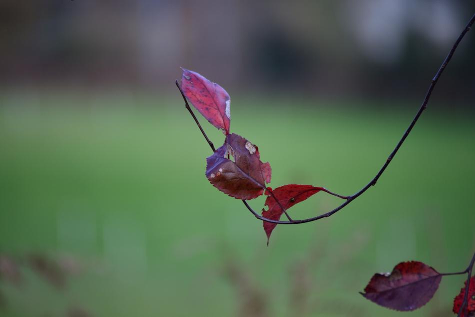 Nature Leaf Plant