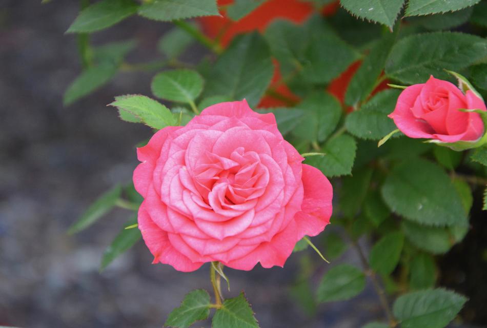 Pink Roses Flowers Green Leaves