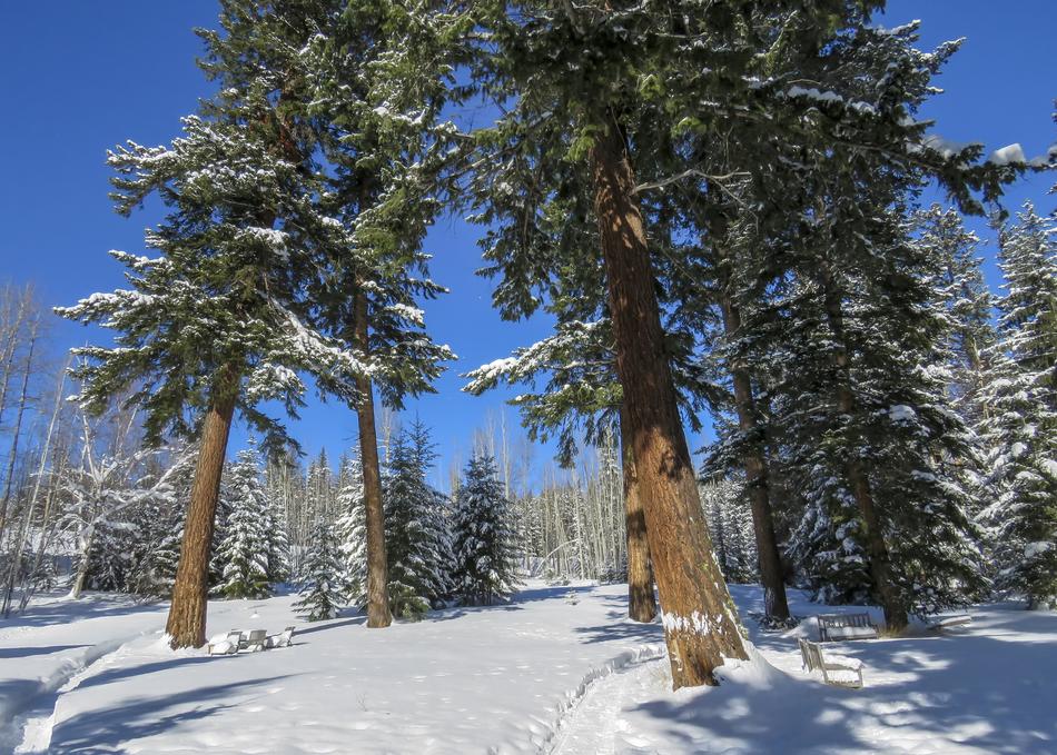 Winter Season Trees