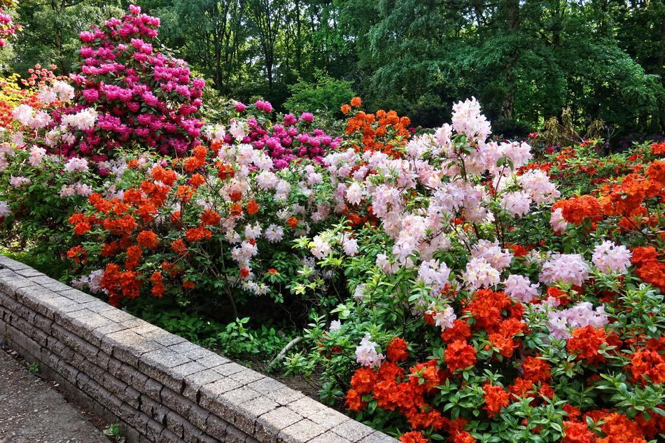 Rhododendron Shrub Flower