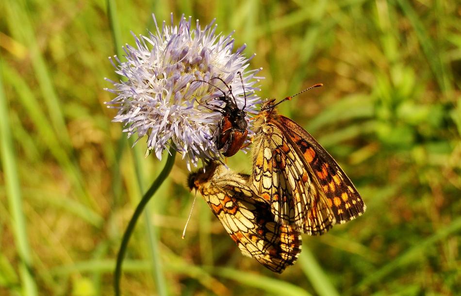 an insect on a flower in the grass
