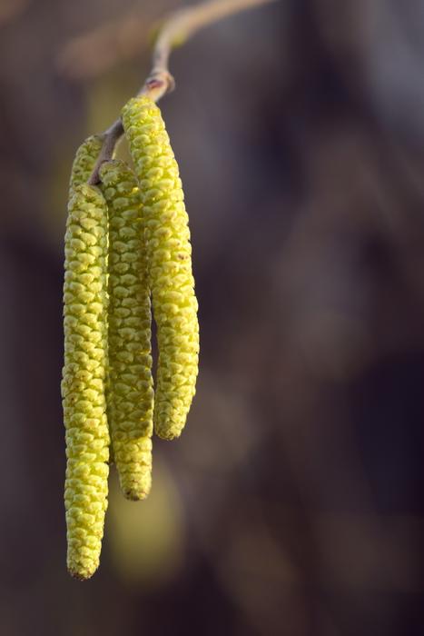Hazelnut Blossom Bloom Hazel