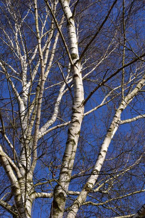 Birch Winter Kahl