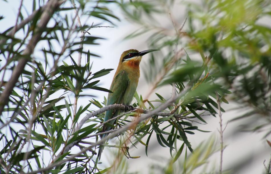 Nature Tree Bird
