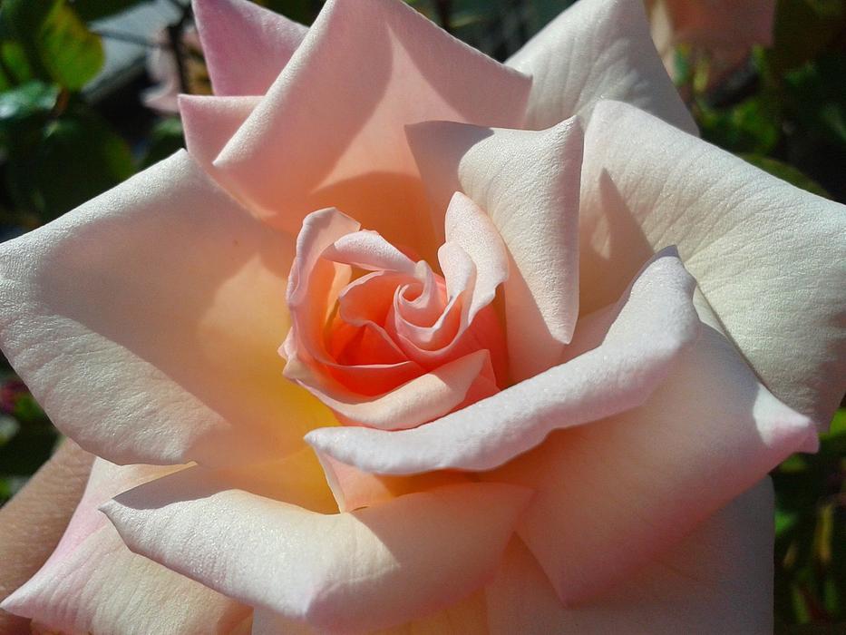 Flower Rose Petals
