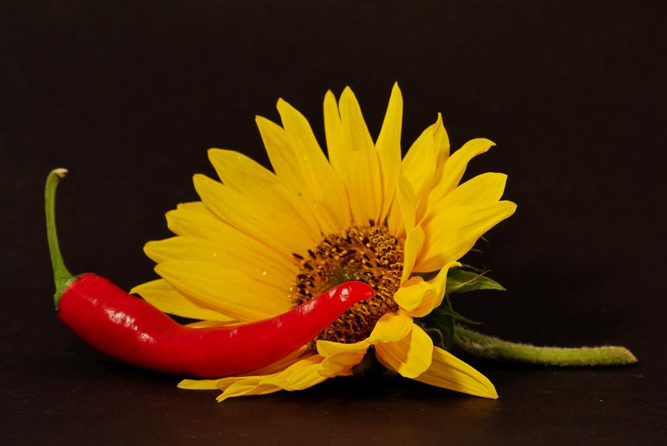 Chili Pepper Red