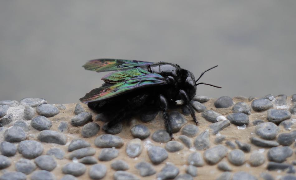 Nature Animal Insect