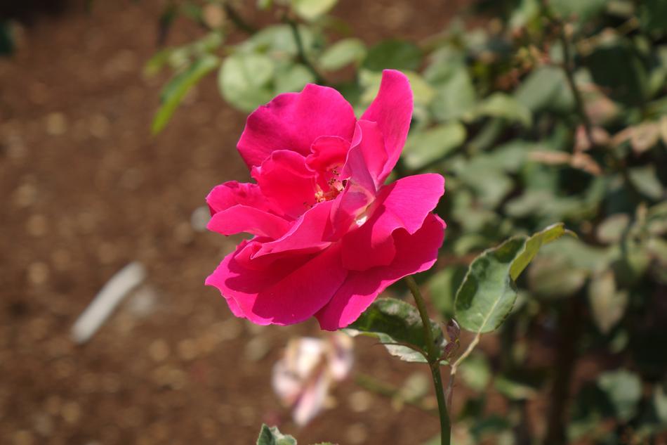Flower Nature Red Beautiful