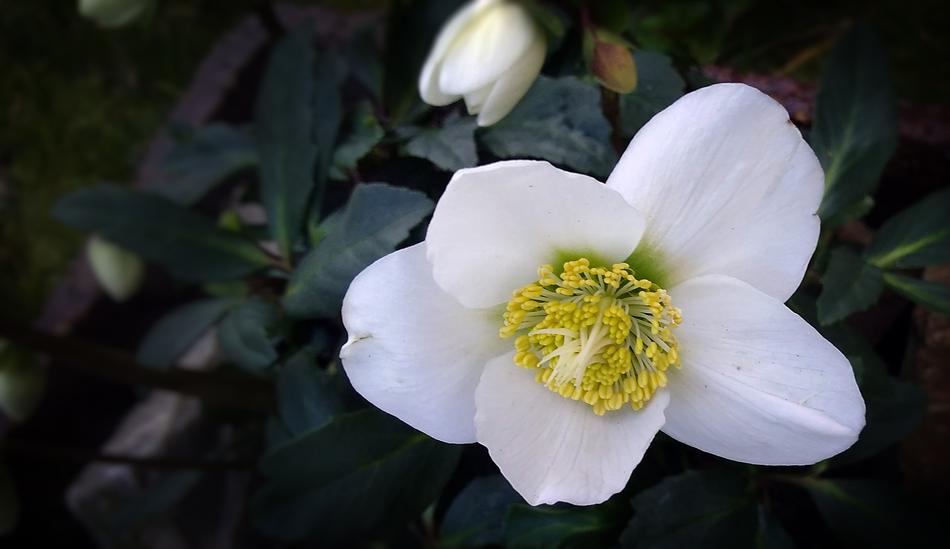 an unusual white flower lies