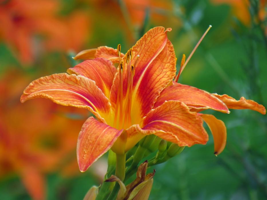 Nature Flower Plant