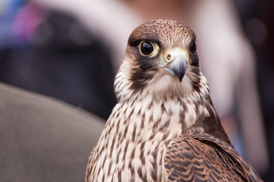 Predatory Birds Nature