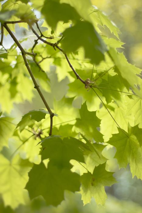 Leaf Nature Flora