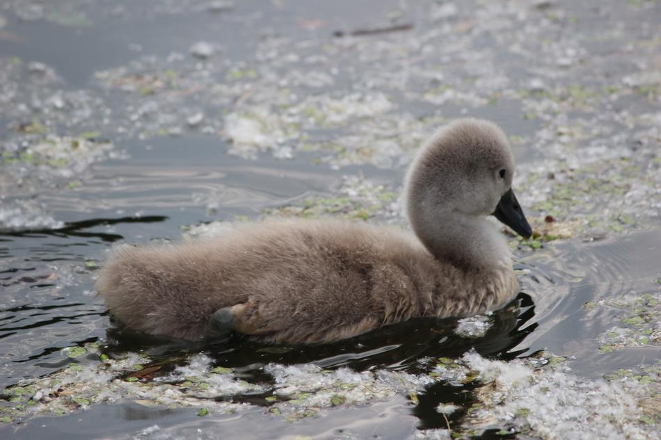 Waters Nature Bird Animal