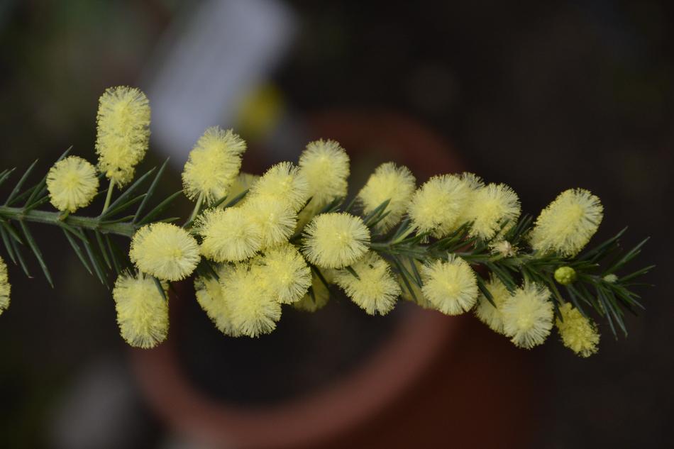 Nature Plant Flower