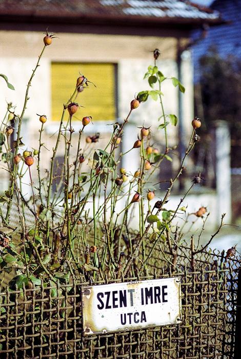 Rose Fence Outdoors