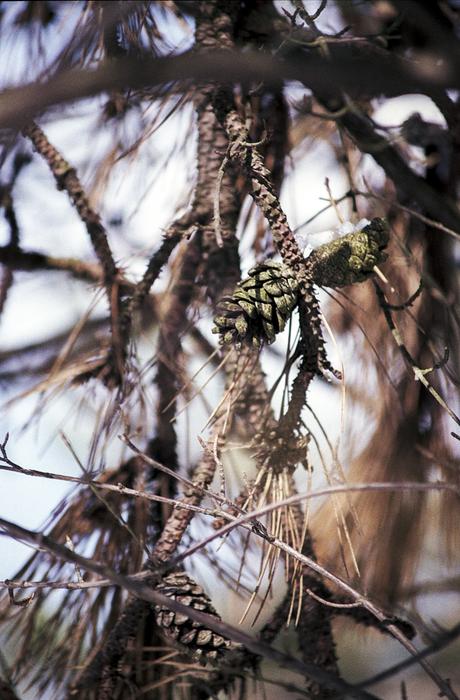 Tree Nature Outdoors